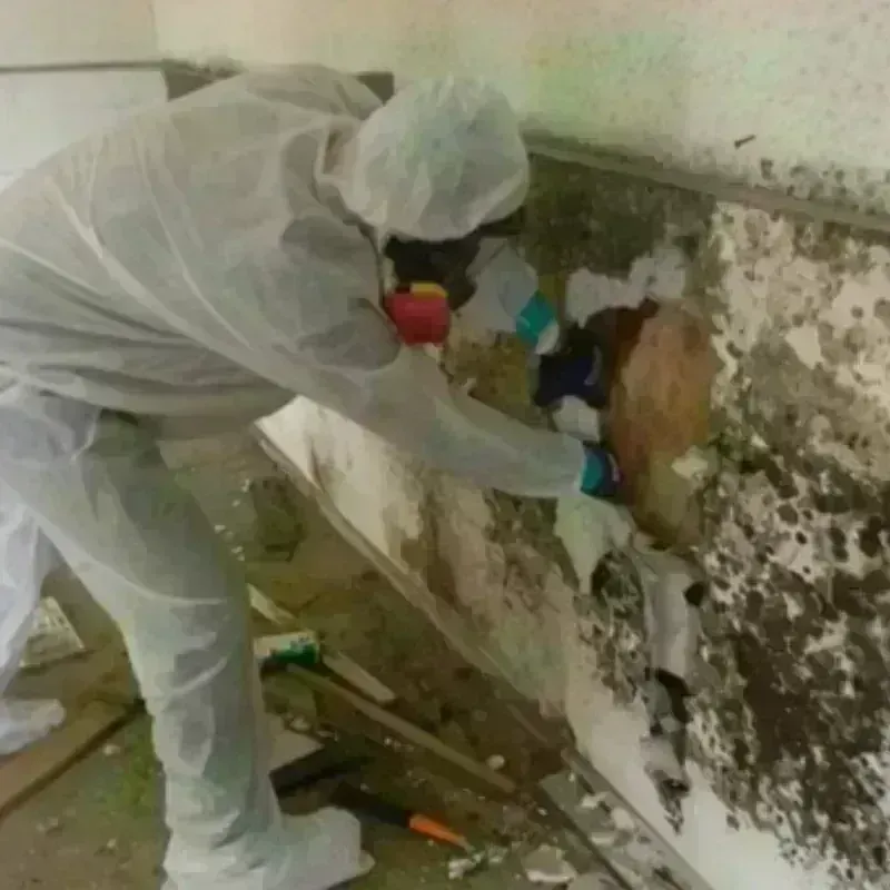 Mold Remediation and Removal in Northfield, MA